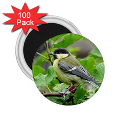 Songbird 2 25  Button Magnet (100 Pack)