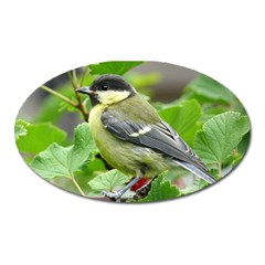 Songbird Magnet (oval)