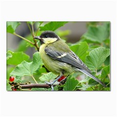 Songbird Postcard 4 x 6  (10 Pack)