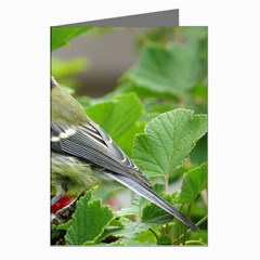 Songbird Greeting Card (8 Pack)