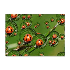 Ladybird A4 Sticker 10 Pack