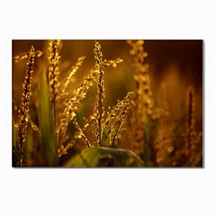 Field Postcard 4 x 6  (10 Pack) by Siebenhuehner