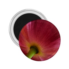 Poppy 2 25  Button Magnet by Siebenhuehner