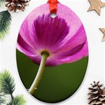 Poppy Oval Ornament Front