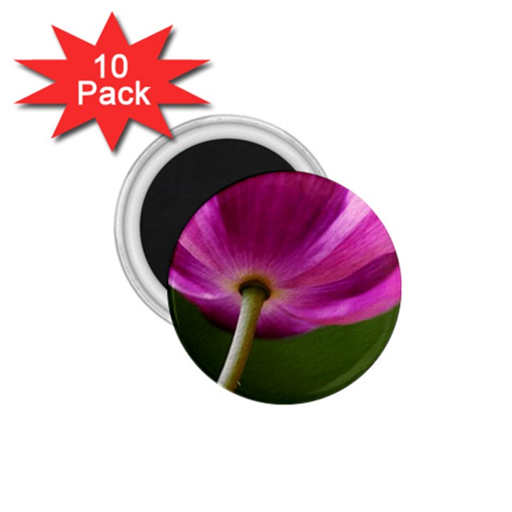 Poppy 1.75  Button Magnet (10 pack)