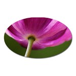 Poppy Magnet (Oval) Front