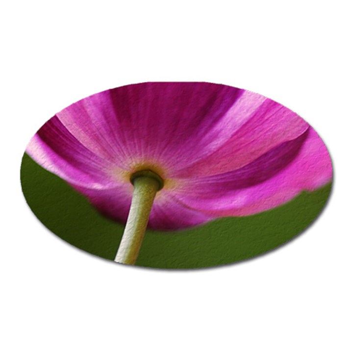 Poppy Magnet (Oval)