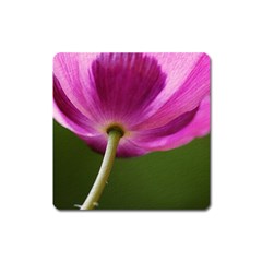 Poppy Magnet (square) by Siebenhuehner