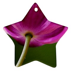 Poppy Star Ornament (two Sides) by Siebenhuehner