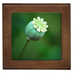 Poppy Capsules Framed Ceramic Tile