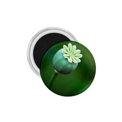 Poppy Capsules 1 75  Button Magnet