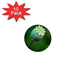 Poppy Capsules 1  Mini Button (10 Pack)