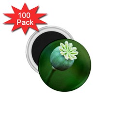 Poppy Capsules 1 75  Button Magnet (100 Pack)