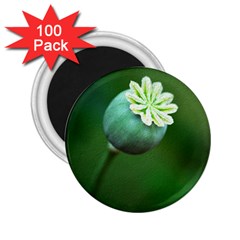 Poppy Capsules 2 25  Button Magnet (100 Pack)