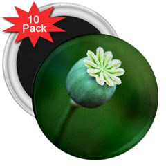 Poppy Capsules 3  Button Magnet (10 Pack)