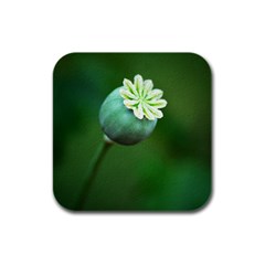 Poppy Capsules Drink Coasters 4 Pack (square) by Siebenhuehner