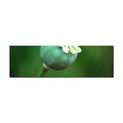 Poppy Capsules Bumper Sticker