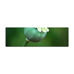 Poppy Capsules Bumper Sticker 10 Pack Front