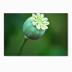 Poppy Capsules Postcard 4 x 6  (10 Pack)