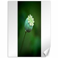 Poppy Capsules Canvas 36  X 48  (unframed) by Siebenhuehner