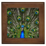 Peacock Framed Ceramic Tile Front