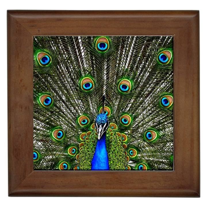 Peacock Framed Ceramic Tile