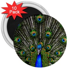 Peacock 3  Button Magnet (10 Pack)