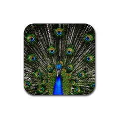 Peacock Drink Coaster (square)