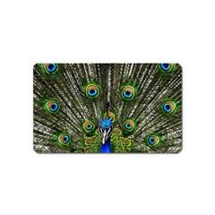 Peacock Magnet (name Card)