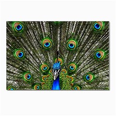 Peacock Postcards 5  X 7  (10 Pack)