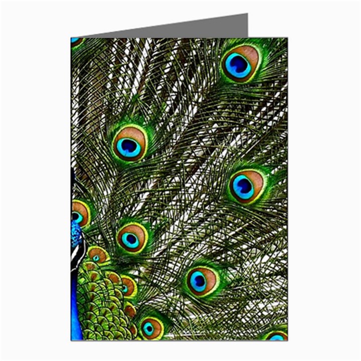 Peacock Greeting Card (8 Pack)