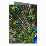 Peacock Greeting Card (8 Pack) Right