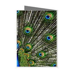 Peacock Mini Greeting Card (8 Pack) by Siebenhuehner