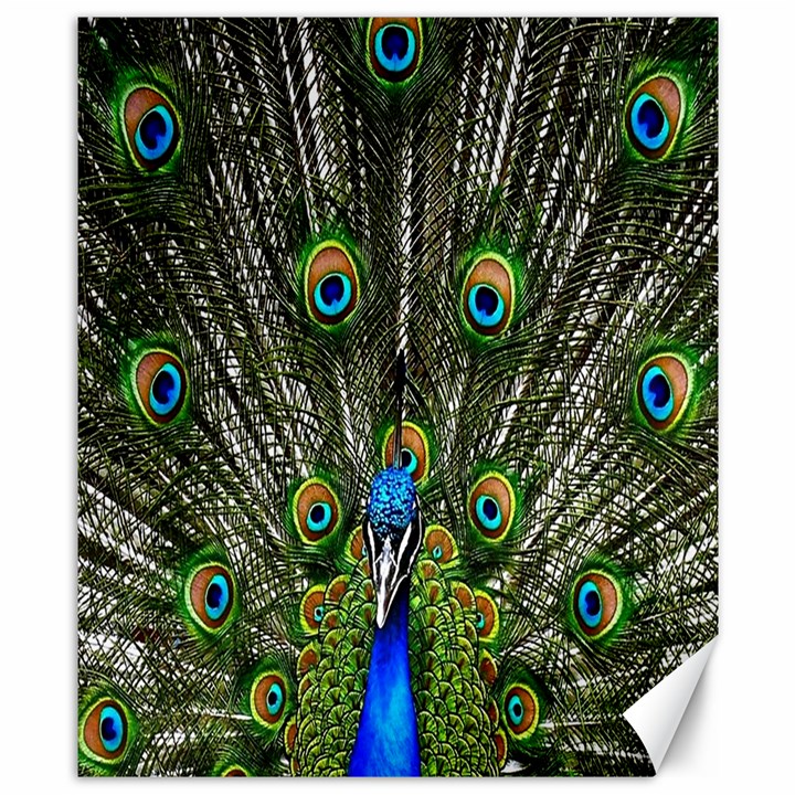 Peacock Canvas 8  x 10  (Unframed)