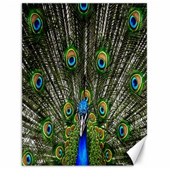 Peacock Canvas 12  X 16  (unframed) by Siebenhuehner