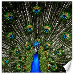 Peacock Canvas 16  X 16  (unframed) by Siebenhuehner