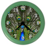 Peacock Wall Clock (Color) Front