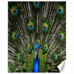 Peacock Canvas 11  X 14  (unframed) by Siebenhuehner