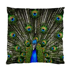 Peacock Cushion Case (single Sided) 