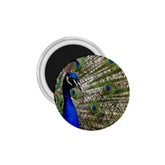 Peacock 1 75  Button Magnet