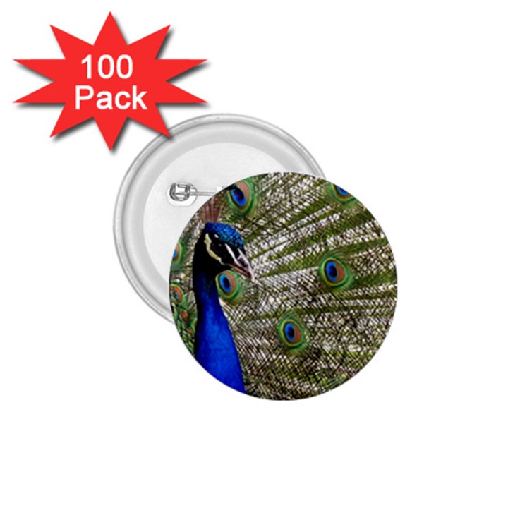 Peacock 1.75  Button (100 pack)