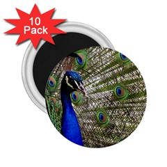 Peacock 2 25  Button Magnet (10 Pack) by Siebenhuehner