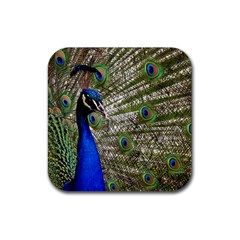 Peacock Drink Coaster (square) by Siebenhuehner