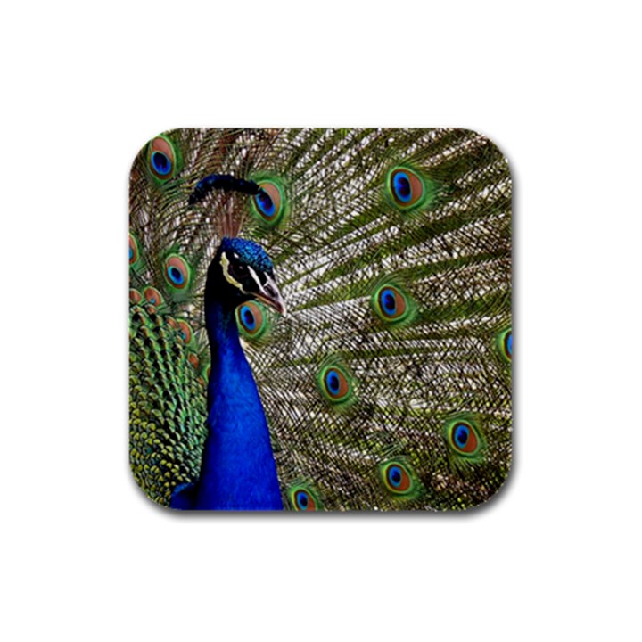 Peacock Drink Coasters 4 Pack (Square)