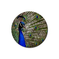 Peacock Drink Coasters 4 Pack (round)