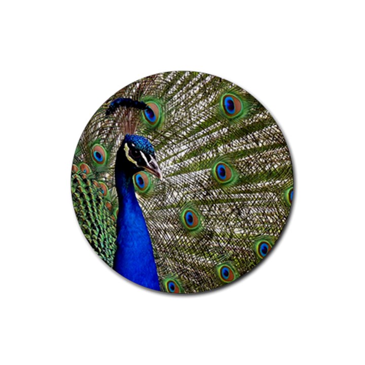 Peacock Drink Coasters 4 Pack (Round)