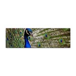 Peacock Bumper Sticker Front