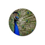 Peacock Magnet 3  (Round) Front