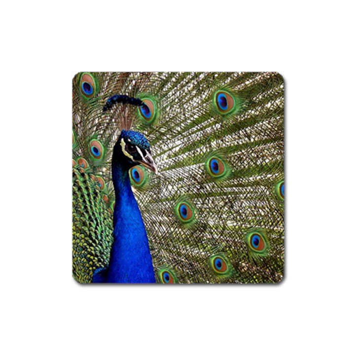 Peacock Magnet (Square)