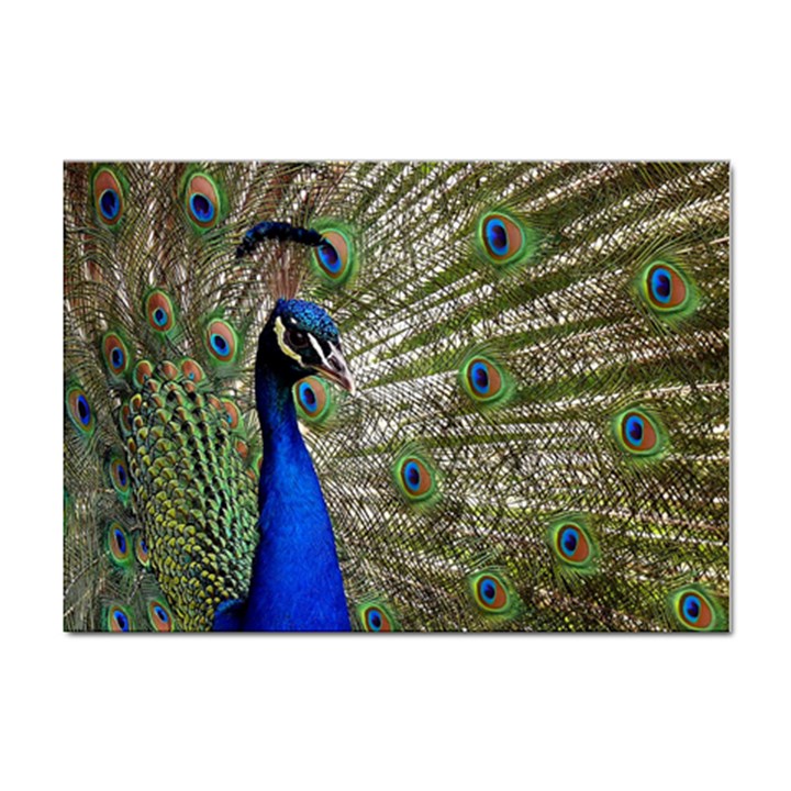 Peacock A4 Sticker 100 Pack